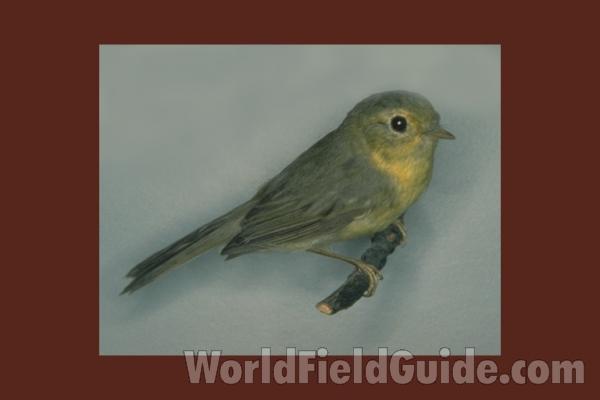 Female<br>(Location of Picture: Museum Specimen)