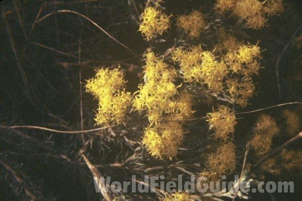 Flowers<br>(Location of Picture: Wenatchee, Washington, USA)