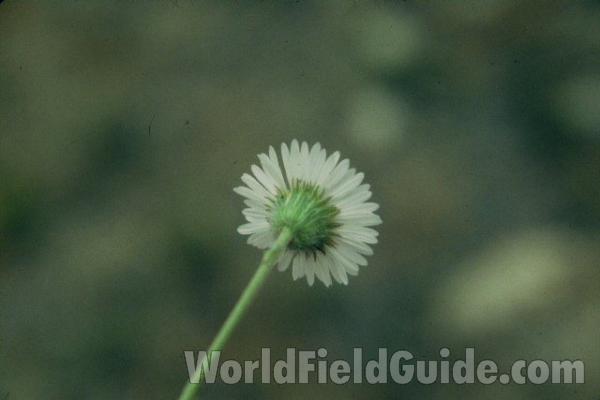 Flower - Back View<br>(Location of Picture: Bonaparte, Wa, May 16, 2001)