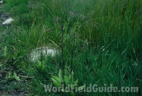 Habitat View<br>(Origin of the Specimen: Smith Lake, Washington, June 2000)