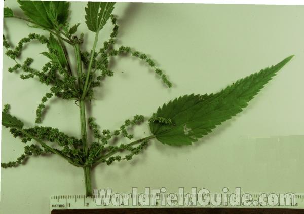 Leaf and Raceme<br>(Origin of the Specimen: Mchenry, Illinois, USA, Aug 2003)