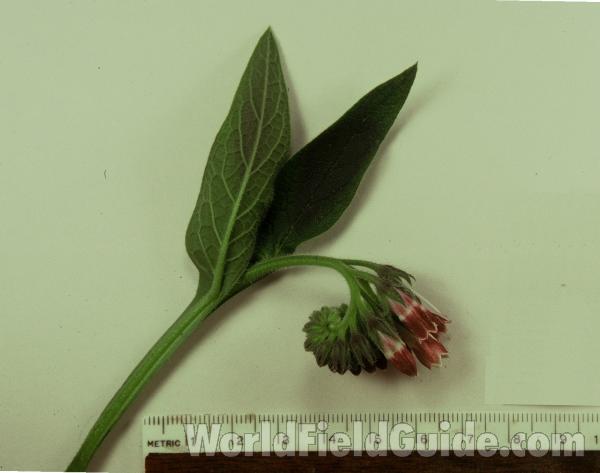 Top Of Plant<br>(Origin of the Specimen: Mchenry, Illinois, USA)