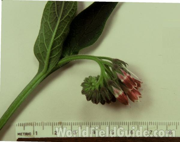 Flowers<br>(Origin of the Specimen: Mchenry, Illinois, USA, Aug 2003)