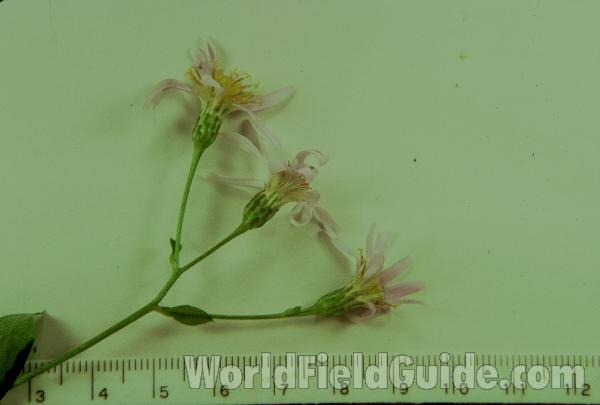 Mounted - Flowers - Close<br>(Origin of the Specimen: Mchenry Co, Ill USA, Aug 13,  2004)