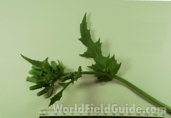 Stem and Leaf<br>(Origin of the Specimen: Mchenry, Illinois, USA)