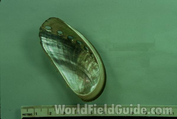 Shell - Inside View