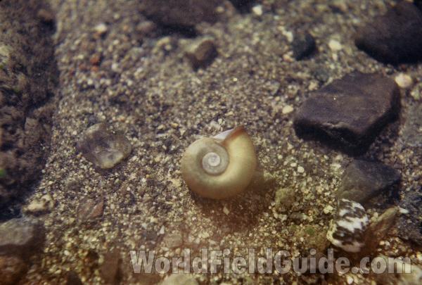 Dead Snail in  Habitat<br>(Location of Picture: Blue Lake, Sinlahekin, Washington)
