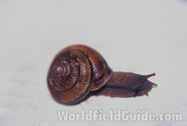 Shell and Body<br>(Location of Picture: Rockport, Washington, USA)