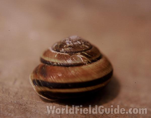 Shell Only<br>(Location of Picture: Rockport, Washington, USA)