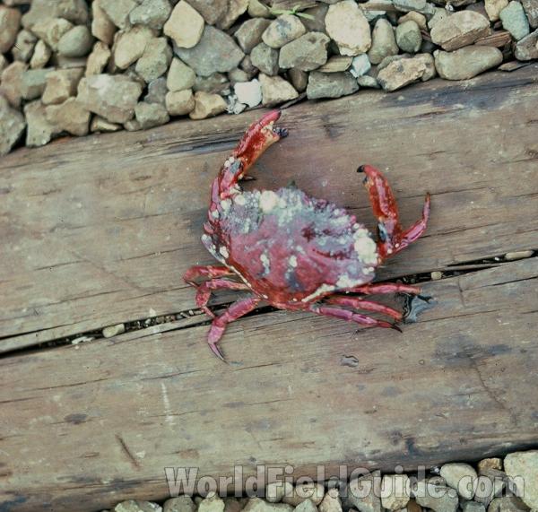 Dorsal - Close View<br>(Location of Picture: Bellingham, Washington, USA)