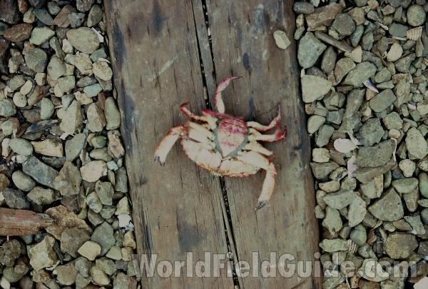 Ventral View - Female<br>(Location of Picture: Bellingham, Washington, USA)
