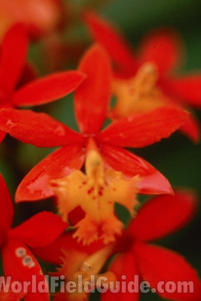 Flowers<br>(Location of Picture: Florida Greenhouse, USA)