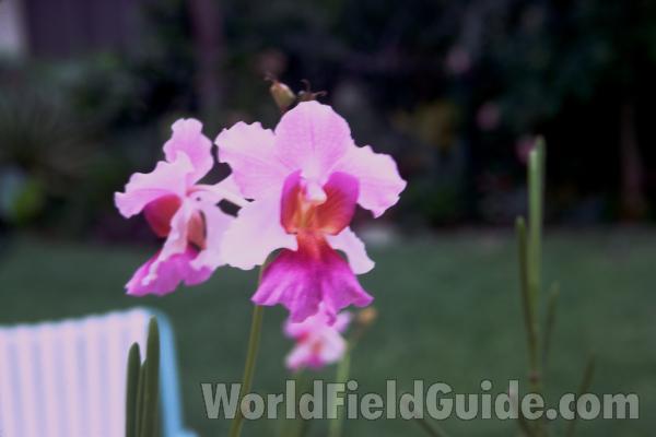 Flowers<br>(Location of Picture: Florida Hobbyist)