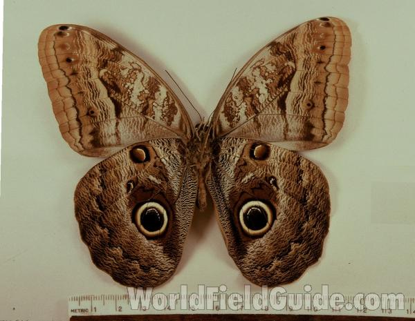 Male - Ventral<br>(Origin of the Specimen: Surinam, Nov 1998)