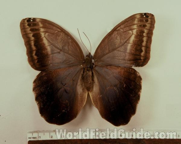 Female - Dorsal<br>(Origin of the Specimen: Surinam, Nov 1998)