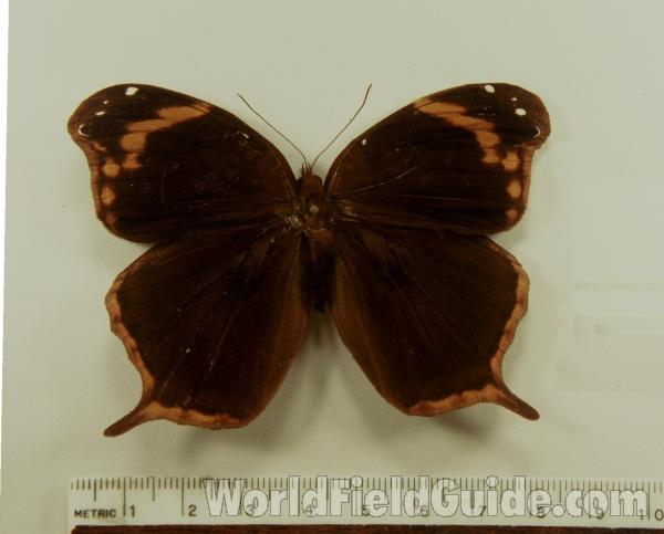 Dorsal - Mounted<br>(Origin of the Specimen: Tingo Maria, Peru)