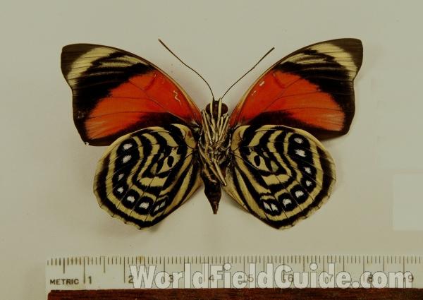 Male - Ventral View<br>(Origin of the Specimen: Satipo, Central Peru)