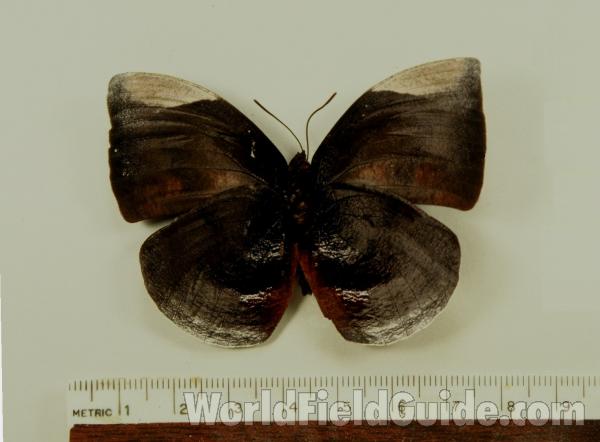 Ventral - Mounted<br>(Origin of the Specimen: Bolivia)
