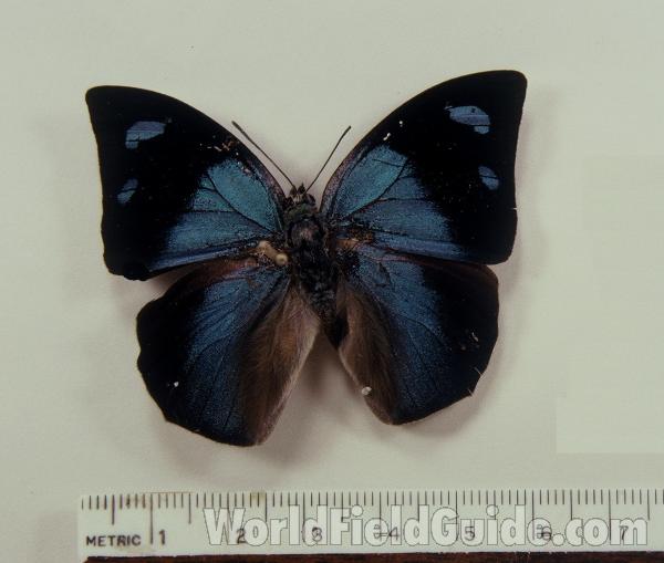 Male - Dorsal View<br>(Origin of the Specimen: Tingo Maria, Peru)