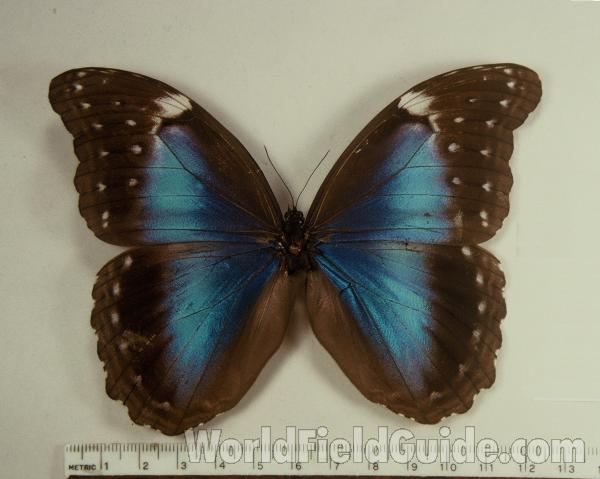 Female - Dorsal<br>(Origin of the Specimen: Manu Forest, North Peru)
