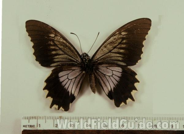 Female - Dorsal<br>(Origin of the Specimen: Bagua, Peru)