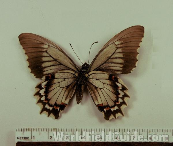 Female - Ventral<br>(Origin of the Specimen: Bagua, Peru)
