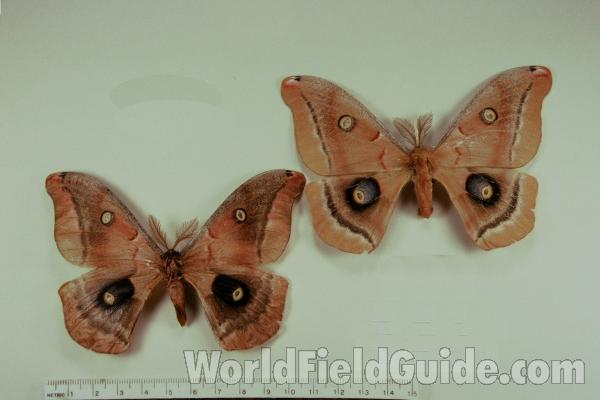 Males - Dark and Light - Dorsal<br>(Origin of the Specimen: Central Arizona, USA)