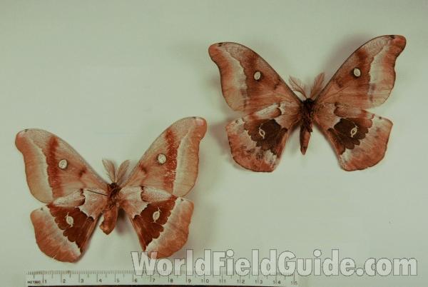 Males - Light and Dark - Ventral<br>(Origin of the Specimen: Central Arizona, USA)