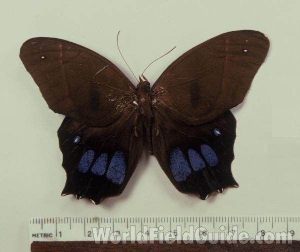 Male - Dorsal View<br>(Origin of the Specimen: Tingo Maria, Peru)