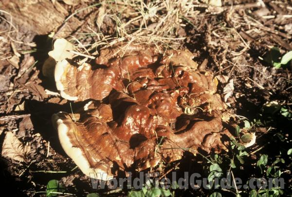Top View in  Habitat<br>(Location of Picture: Round Lake, Il, Sept 1998)