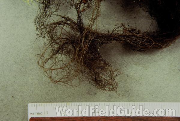 Mounted Specimen<br>(Origin of the Specimen: Washington, USA)