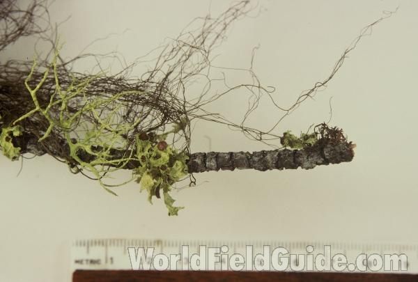 With Ruler<br>(Origin of the Specimen: Washington , USA)