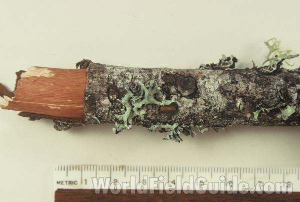 With Ruler<br>(Origin of the Specimen: Washington, USA)