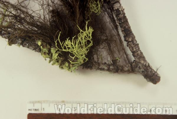 Against Ruler<br>(Origin of the Specimen: Washington, USA)