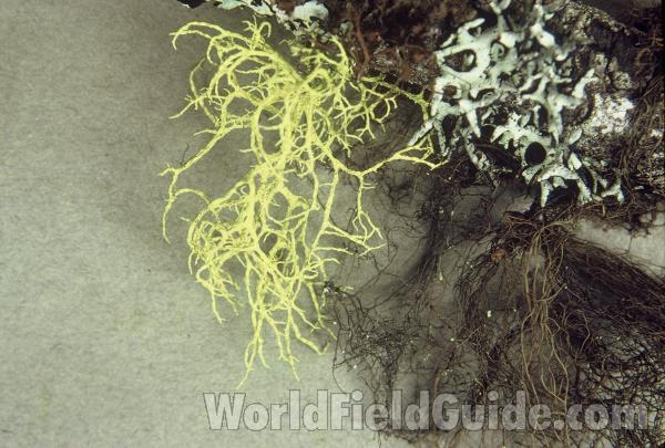 Close View Against Ruler<br>(Origin of the Specimen: Washington, USA)