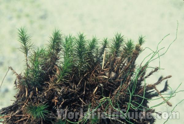 Clump<br>(Location of Picture: Hurley Peak, Washington, USA)