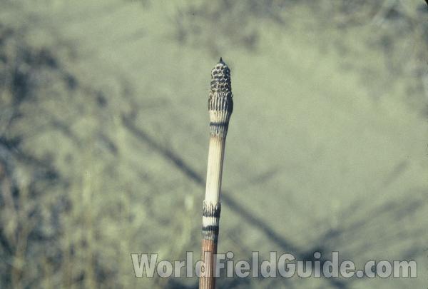 Stalk<br>(Location of Picture: Wenatchee, Washington, USA)