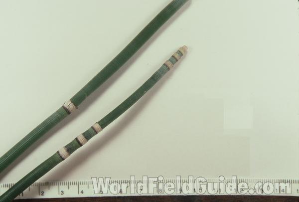 Stalks<br>(Origin of the Specimen: Lake Geneva, Wisconsin, USA)