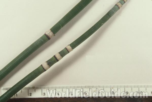 Stalks - Close View<br>(Origin of the Specimen: Lake Geneva, Wisconsin, USA)