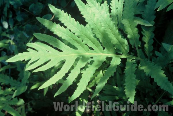 Frond<br>(Location of Picture: CHS, Glencoe, Illinois)