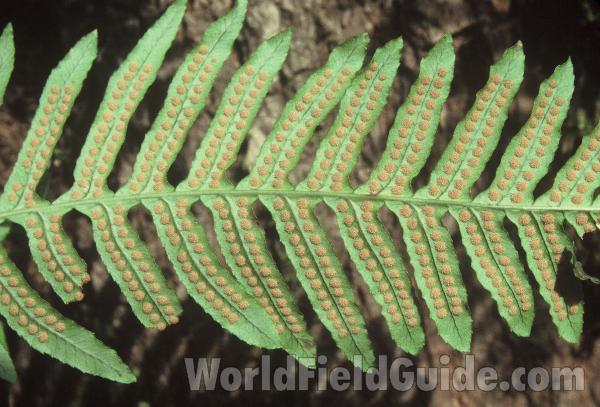 Frond<br>(Location of Picture: Swift Creek, Washington, USA)