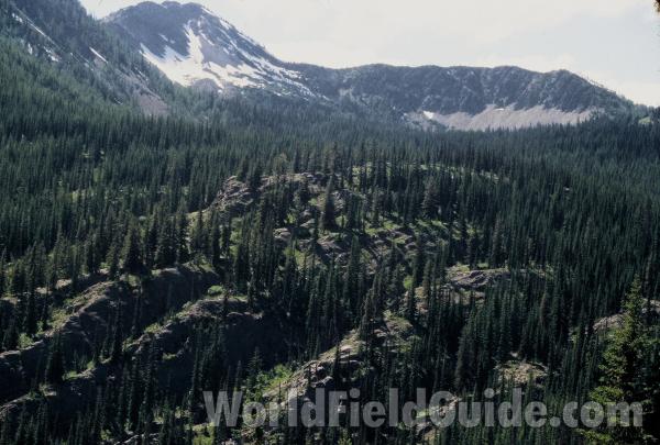 Mountain Valley<br>(Location of Picture: Harts Pass, Wa)