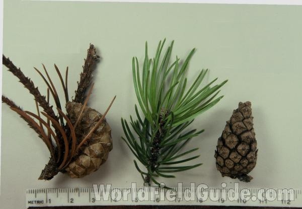 Cones and Needles<br>(Origin of the Specimen: Grant Woods, Lake Co, Il)