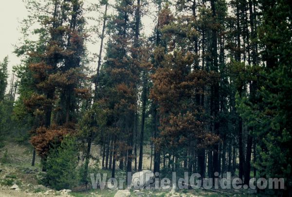 Beetle Kill - Winter View<br>(Location of Picture: Near Beaver Lake, Washington, USA)