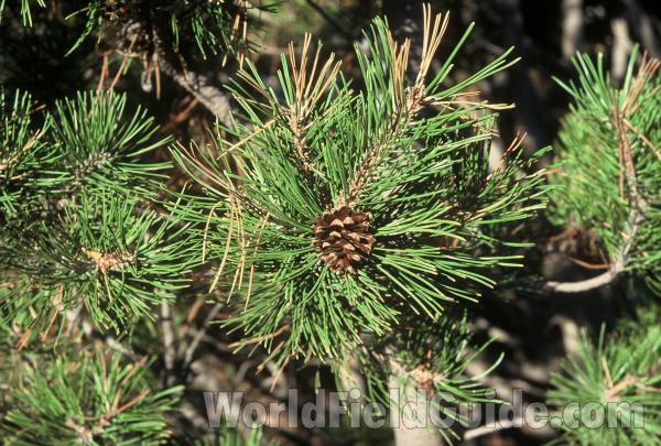 Needles<br>(Location of Picture: Okanogan, Washington, USA)