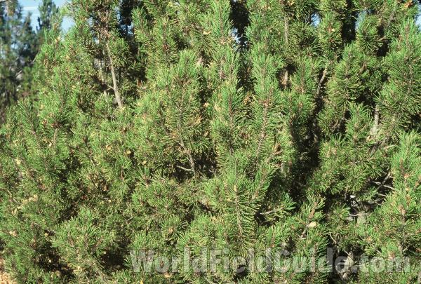 Close View Of Tree Base<br>(Location of Picture: Okanogan, Washington, USA)