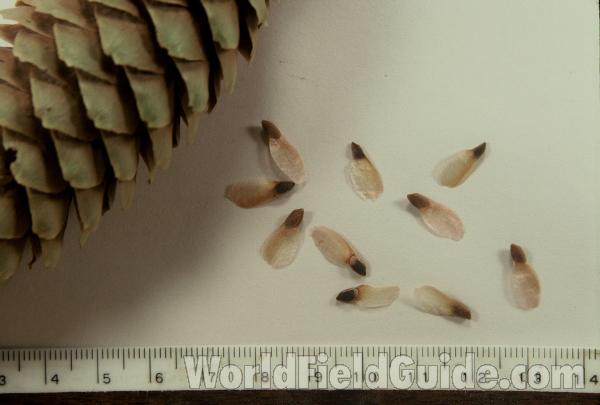 Cone and Seeds - Close View<br>(Origin of the Specimen: Grant Preserve, Illinois, USA)