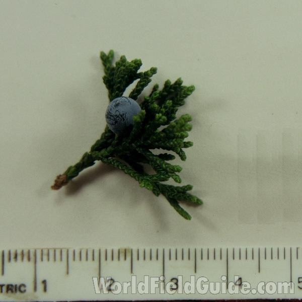 Fruit<br>(Origin of the Specimen: Reedsburg, Wisconsin, USA)