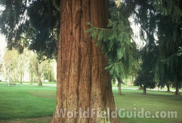 Trunk<br>(Location of Picture: Ornamental, Vancouver, BC, Canada)