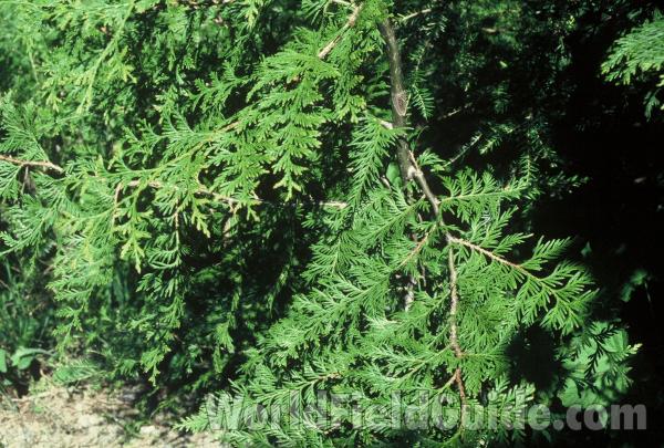 Branches<br>(Location of Picture: Browns Lake, Washington, USA)